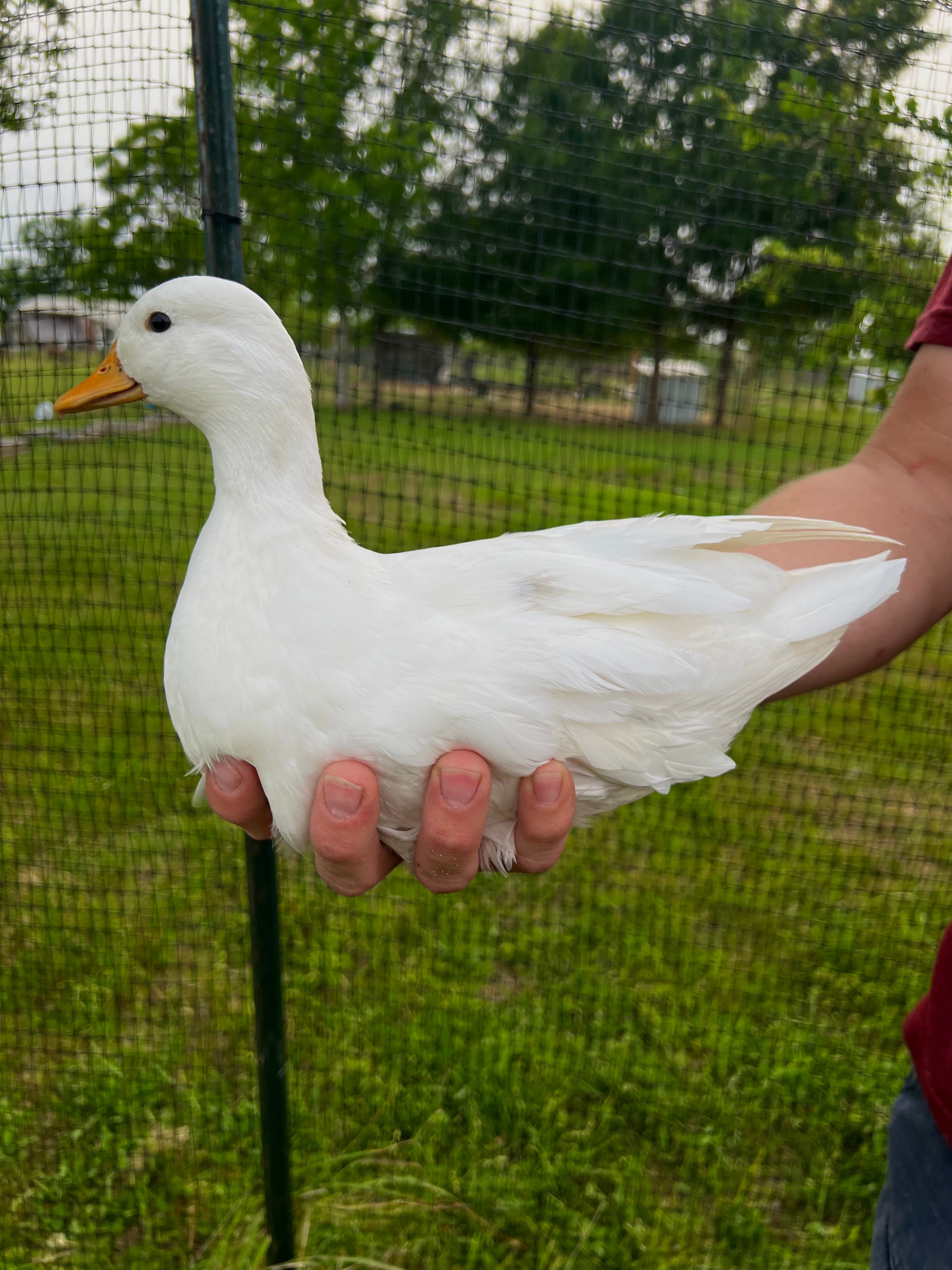 Call Duck Hatching Eggs – Mockingbird Homestead