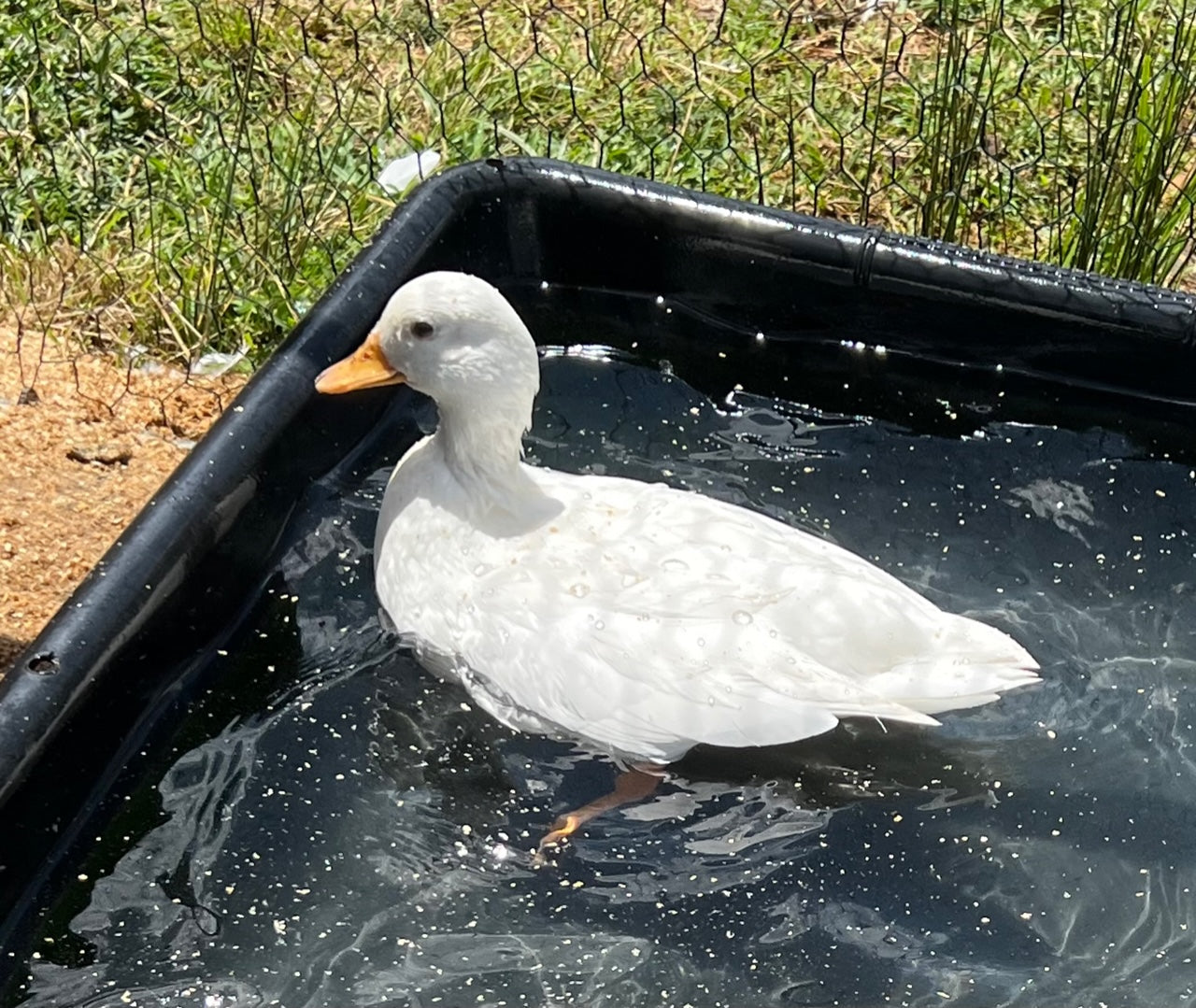 Call Duck Hatching Eggs – Mockingbird Homestead