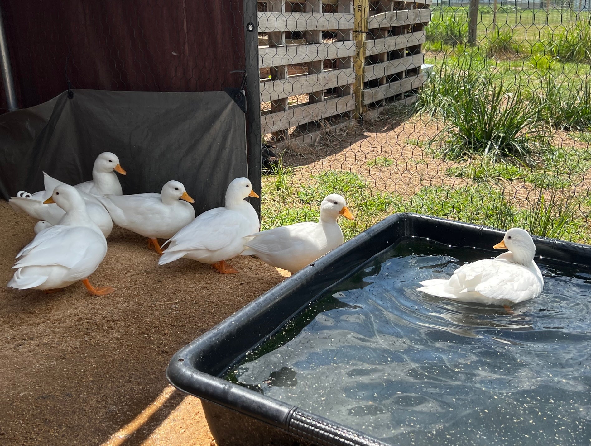 Call Duck Hatching Eggs – Mockingbird Homestead