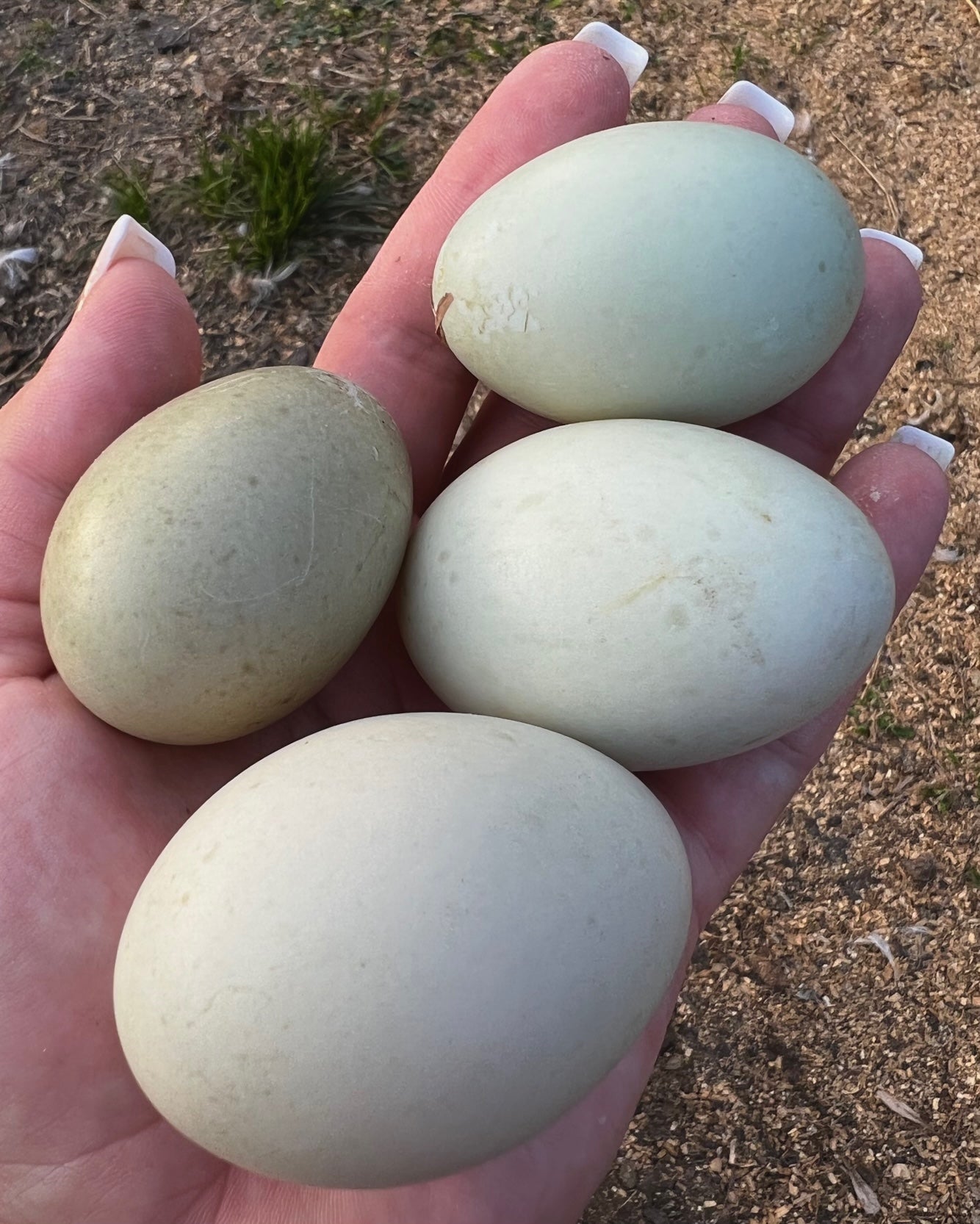 Call Duck Hatching Eggs – Mockingbird Homestead
