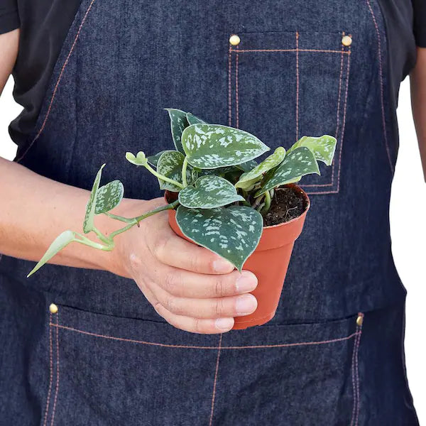 satin pothos cutting Scindapsus Pictus Argyraeus Cutting