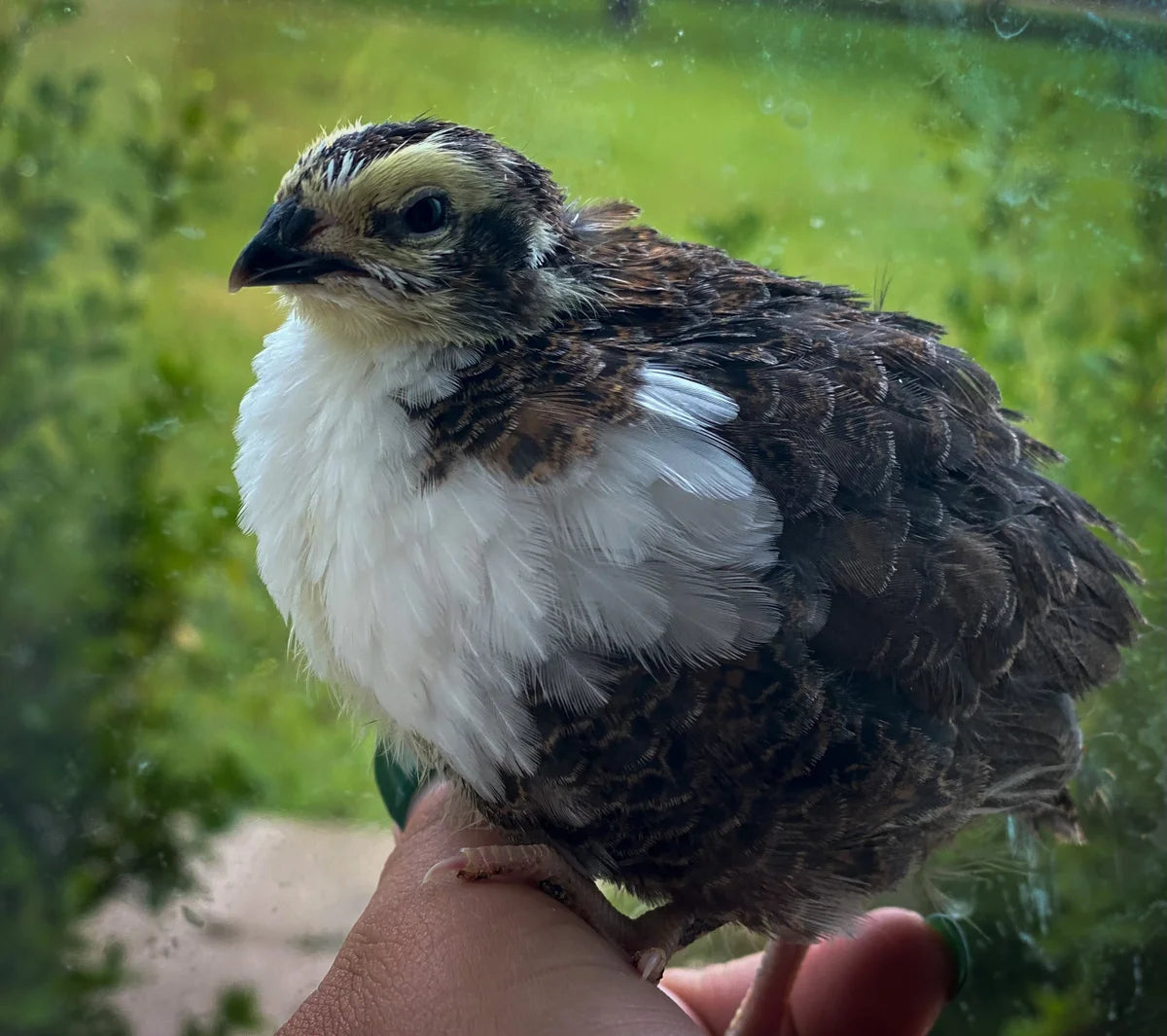 Celadon Quail Hatching Eggs Mockingbird Homestead Celadon quail hatching eggs mockingbird homestead