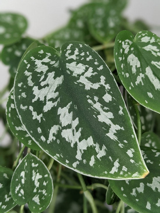 silver pothos cuttings Scindapsus Pictus Argyraeus Cutting